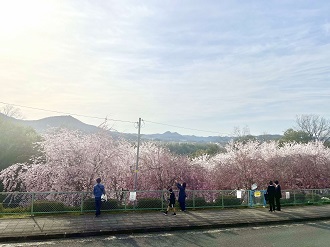 住宅街の桜（w0058）