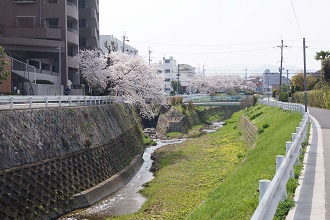 最明寺川と口谷川合流部（春）（w0025）