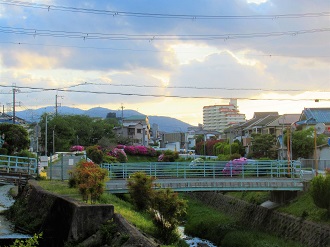 5月の夕暮れどき（最明寺川堤防）（w0026）