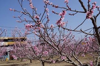 東洋食品短大の寮の桜（w0031）