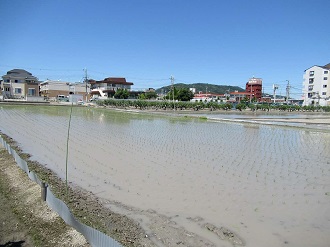 加茂農地（田植え）（w0040）