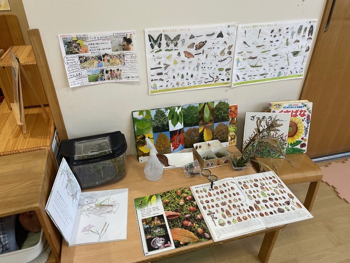 川西こども園4歳児の保育室における「虫や植物」に関する展示