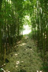 竹林