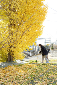 イチョウの木の下で掃除