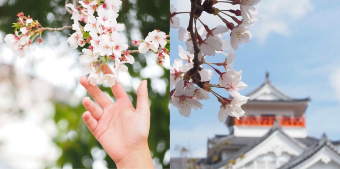 大和の桜