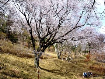 「長老」の愛称で親しまれるエドヒガンの大木