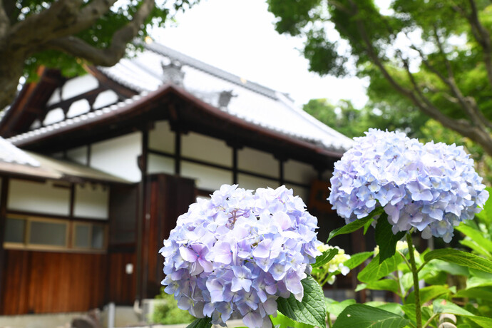 あじさい寺　色づいたアジサイが咲き誇る