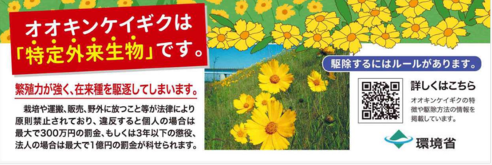 オオキンケイギク